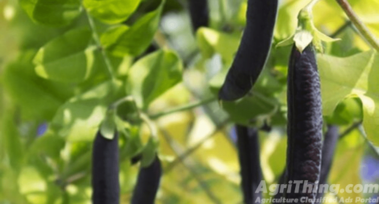 Black Turtle Bush Bean Seeds 1kg