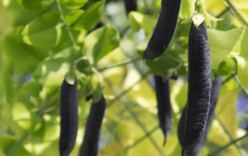 Black Turtle Bush Bean Seeds