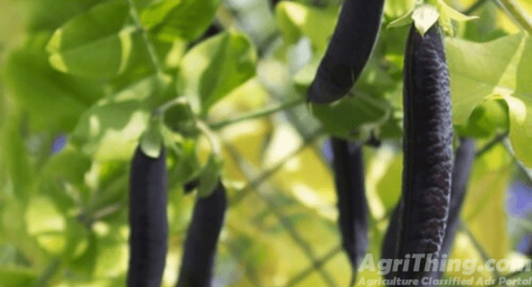 Black Turtle Bush Bean Seeds