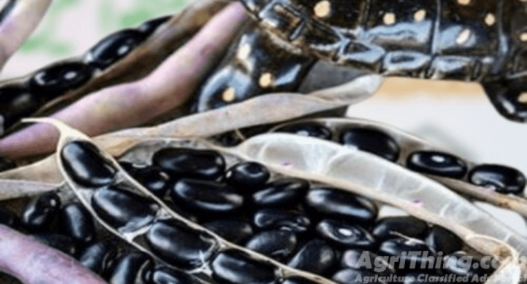 Black Turtle Bush Bean Seeds 1kg