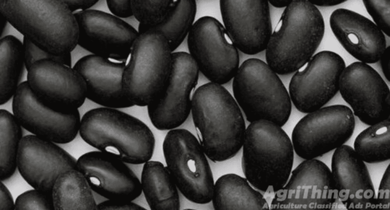 Black Turtle Bush Bean Seeds 1kg