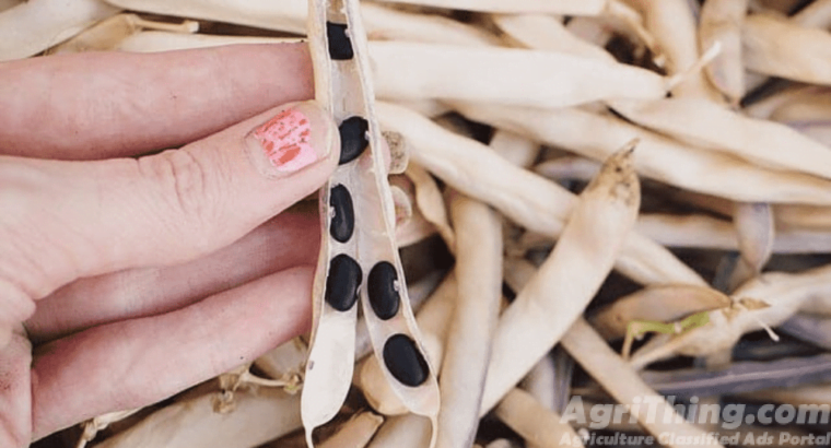 Black Turtle Bush Bean Seeds 1kg