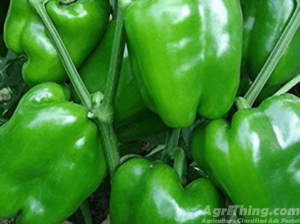 Capsicum Hybrid F1 Seed