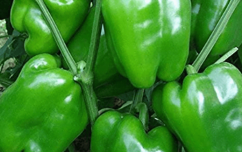 Capsicum Hybrid F1 Seed