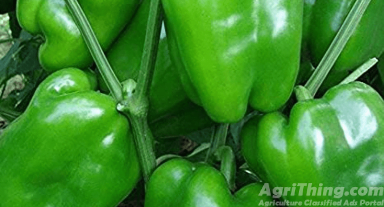 Capsicum Hybrid F1 Seed