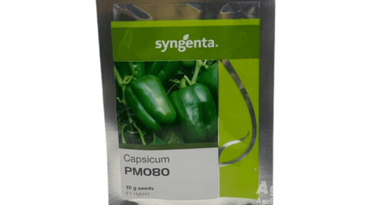 Capsicum Hybrid F1 Seed