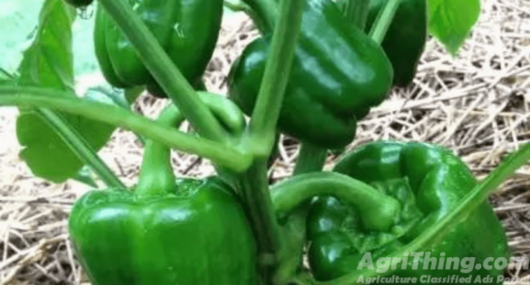 Capsicum Hybrid F1 Seed