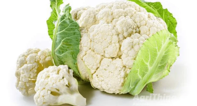 Cauliflower Treated With Fludioxonil