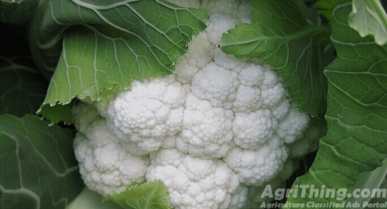 Cauliflower Treated With Fludioxonil