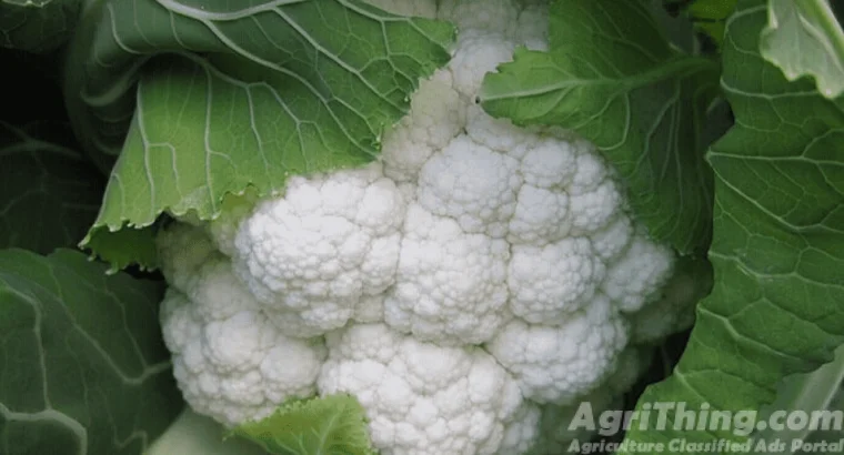 Cauliflower Treated With Fludioxonil
