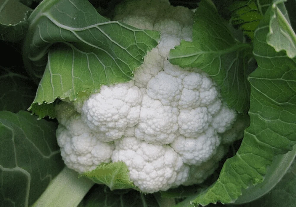 Cauliflower Treated With Fludioxonil
