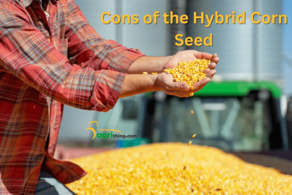 Corn Seed Prices in Pakistan: Affordable Options 2 Cons of the Hybrid Corn Seed