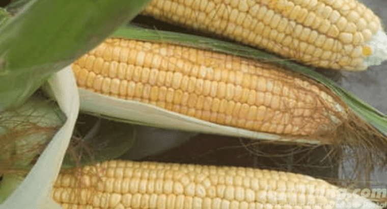 Corn Silage For Milking Animals