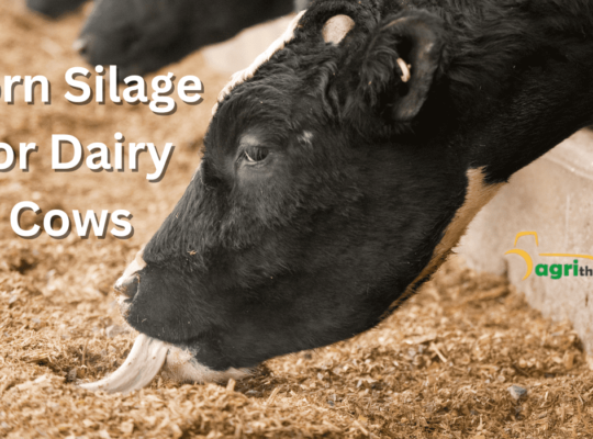 Benefits of Corn forage for Dairy Cows: A Complete Guide