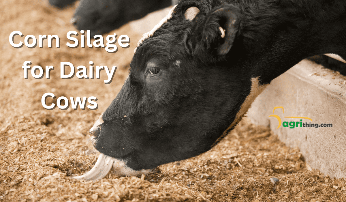 Benefits of Corn forage for Dairy Cows: A Complete Guide 3 Benefits of Corn forage for Dairy Cows: A Complete Guide