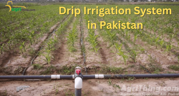 Maximize Growth: Drip Irrigation System In Pakistan Complete Guide ...