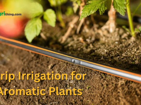 Drip Irrigation for Aromatic Plants: Delightful Scents