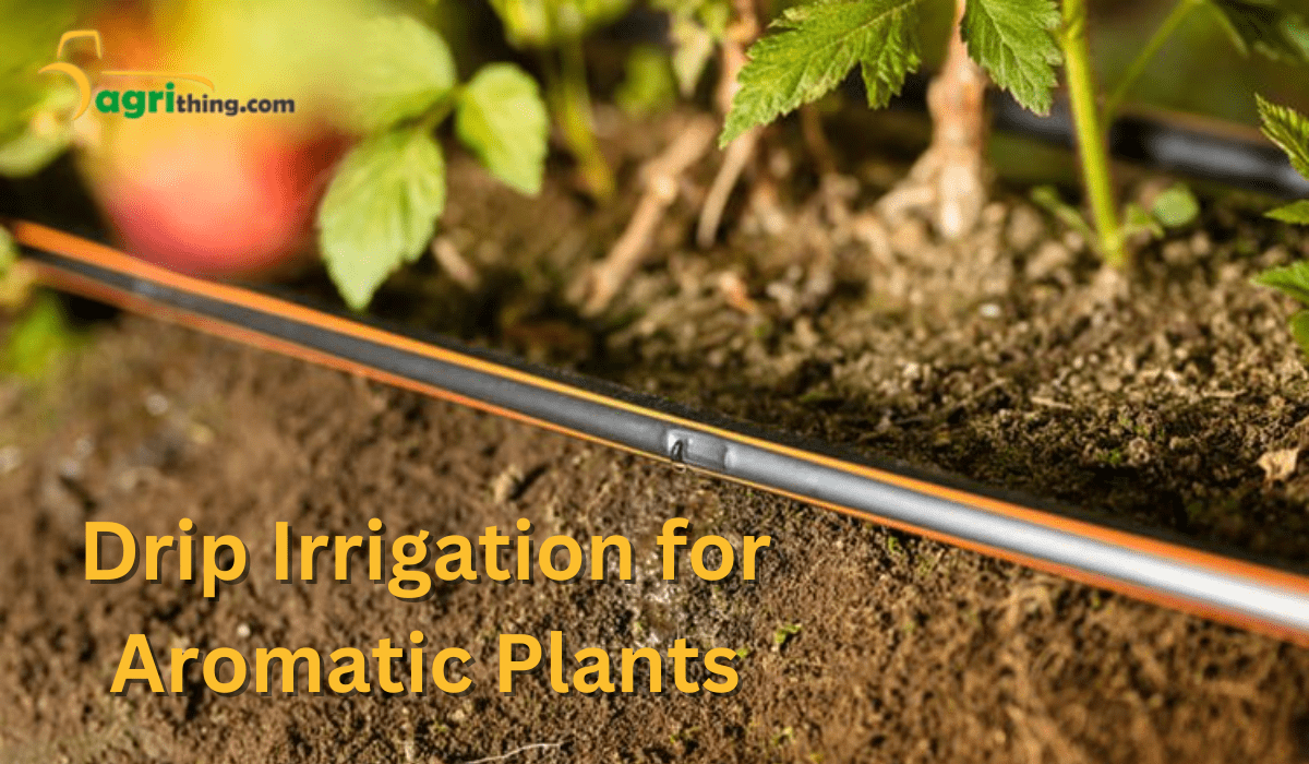 Drip Irrigation for Aromatic Plants