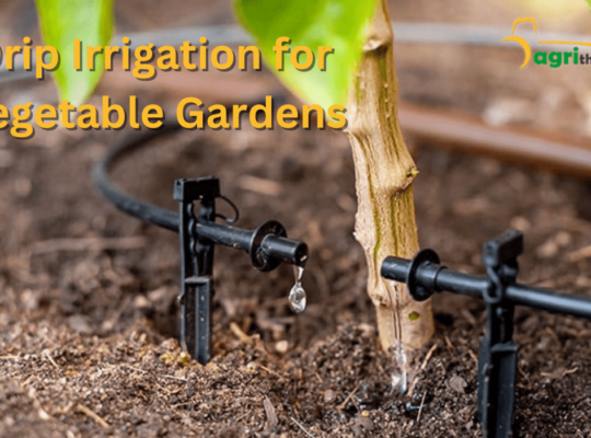 Drip Irrigation for Vegetable Gardens: Best Practices