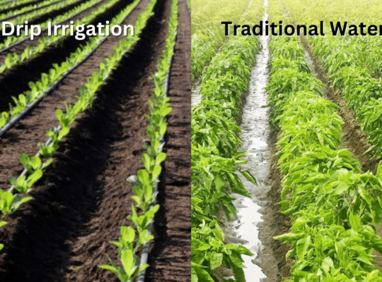Traditional Watering Methods vs Drip Irrigation: Savings Unleashed