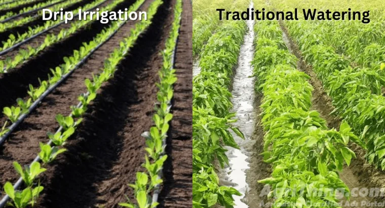Traditional Watering Methods vs Drip Irrigation: Savings Unleashed