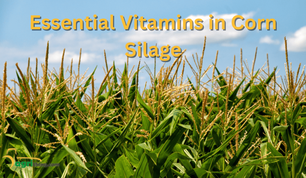 Benefits Of Corn Forage For Dairy Cows: A Complete Guide 6 Essential Vitamins In Corn Forage