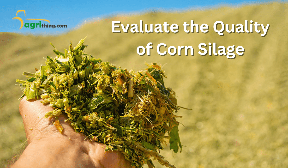 Evaluate the Quality of Corn fodder