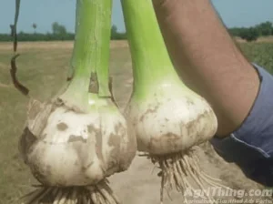 Agriculture Classified Ads - AgriThing.com 7 G-1 Garlic