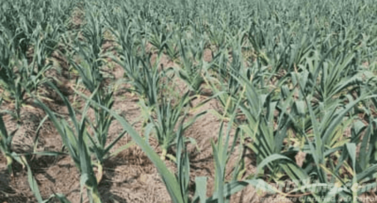 G1 Fresh Garlic Seed For Sale