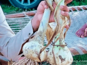 G1 Garilc NARC APPROVED