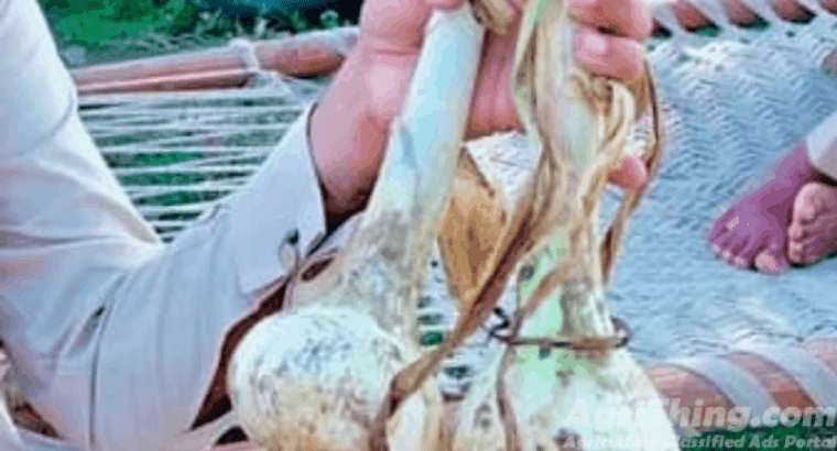 G1 Garilc NARC APPROVED