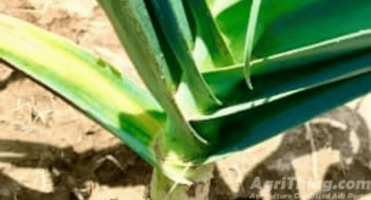 G1 Garilc NARC APPROVED