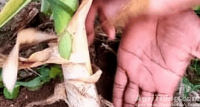 G1 Garilc NARC APPROVED