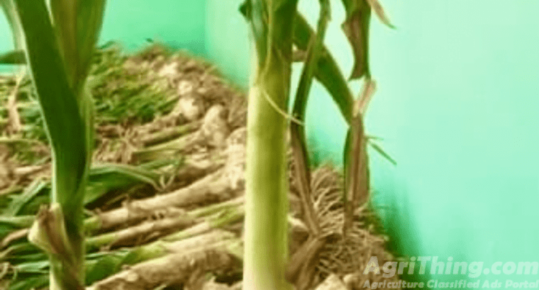 G1 Garilc NARC APPROVED