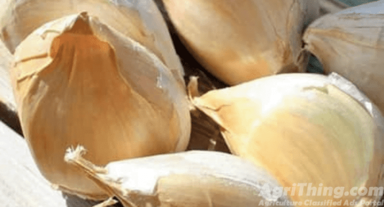 G1 Garlic seed available –