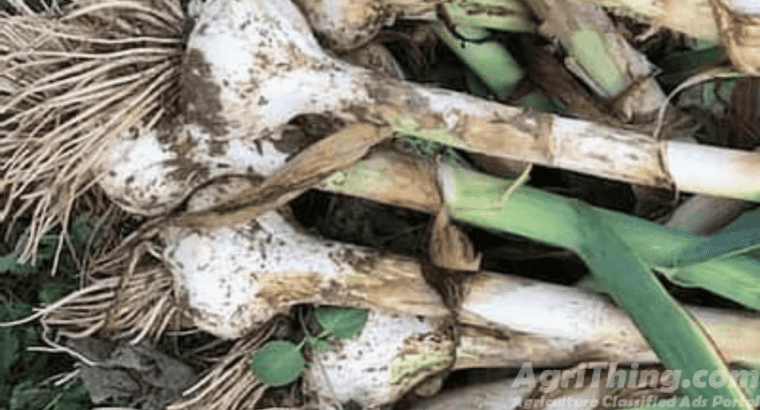 G1 Garlic seed available –