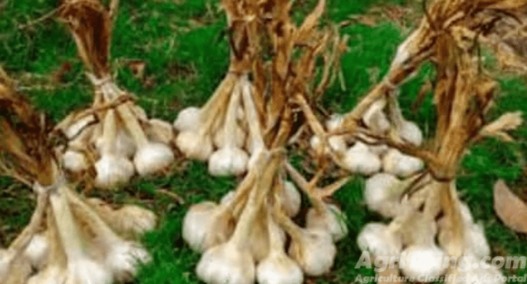 G1 Garlic seed available –