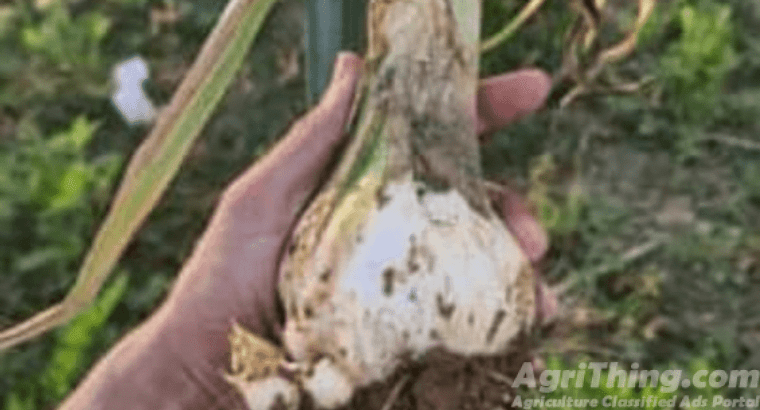 G1 Garlic seed available –