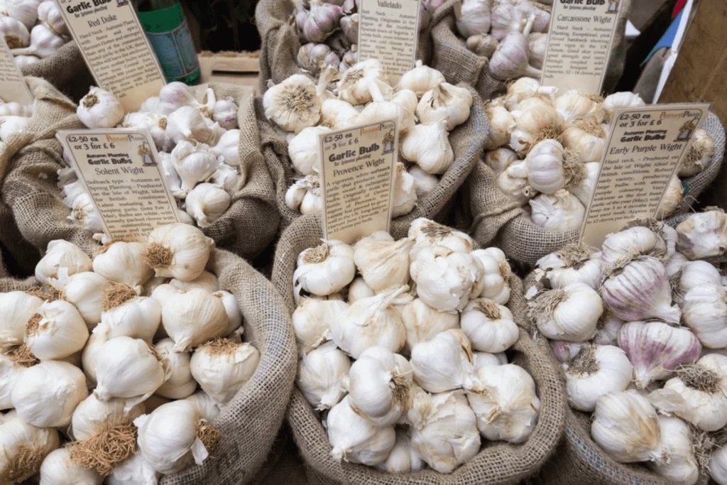 Narc G1 Garlic in Pakistan Best Seeds Price in 2023 - Agrithing 7 G1 Narc Garlic