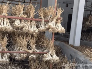 G1 garlic DRY seed