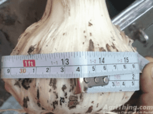 Agriculture Classified Ads - AgriThing.com 12 G1 garlic DRY seed