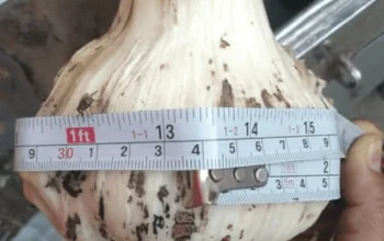 G1 garlic DRY seed