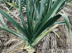 NARC G-1 Garlic Seed