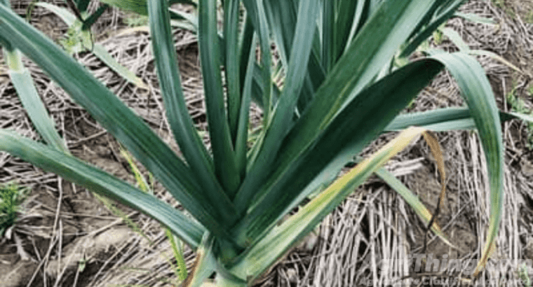 NARC G-1 Garlic Seed