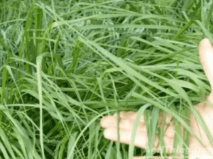 Glaxy Protiene Grass