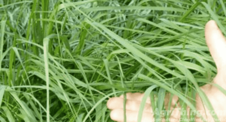 Glaxy Protiene Grass