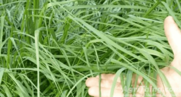 Glaxy Protiene Grass