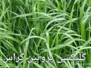 Agriculture Classified Ads - AgriThing.com 21 Glaxy Protiene Grass