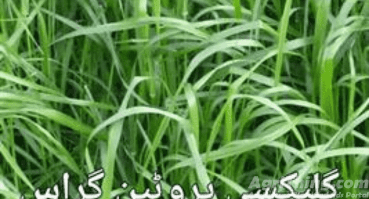 Glaxy Protiene Grass