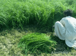 Glorious Rhodes Grass